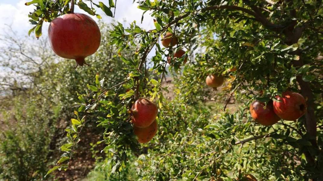 Adana'nın Tescilli Kuytucak Narında Rekolteyi Don Vurdu! Fiyatlar Uçtu 1